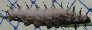 Final instar larva, side view: Northern Birdwing (Ornithoptera priamus euphorion)