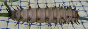 Final instar larva, top view: Northern Birdwing (Ornithoptera priamus euphorion)