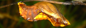 Pupa, side view: Northern Birdwing (Ornithoptera priamus euphorion)