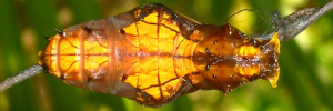 Pupa, top view: Northern Birdwing (Ornithoptera priamus euphorion)