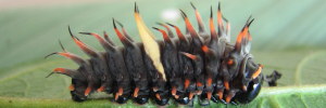 Early instar larva, side view: Northern Birdwing (Ornithoptera priamus macalpinei)