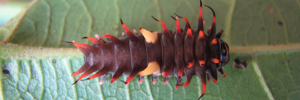 Early instar larva, top view: Northern Birdwing (Ornithoptera priamus macalpinei)