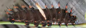 Final instar larva, side view: Northern Birdwing (Ornithoptera priamus macalpinei)