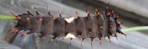 Final instar larva, top view: Northern Birdwing (Ornithoptera priamus macalpinei)