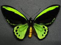 Adult, male, upperside: Richmond Birdwing (Ornithoptera richmondia)