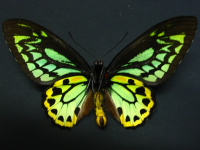 Adult, male, underside: Richmond Birdwing (Ornithoptera richmondia)