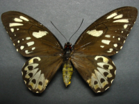 Adult, female, upperside: Richmond Birdwing (Ornithoptera richmondia)