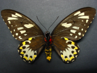 Adult, female, underside: Richmond Birdwing (Ornithoptera richmondia)