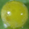Egg, egg: Richmond Birdwing (Ornithoptera richmondia)