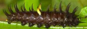 Early instar larva, side view: Richmond Birdwing (Ornithoptera richmondia)