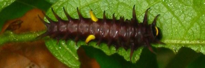 Early instar larva, top view: Richmond Birdwing (Ornithoptera richmondia)