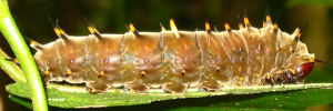 Final instar larva, side view: Richmond Birdwing (Ornithoptera richmondia)