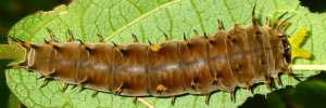 Final instar larva, top view: Richmond Birdwing (Ornithoptera richmondia)