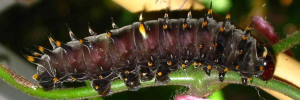 Final instar larva, side view: Richmond Birdwing (Ornithoptera richmondia)