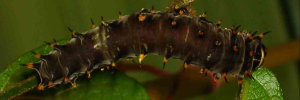 Final instar larva, top view: Richmond Birdwing (Ornithoptera richmondia)