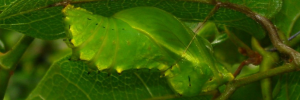 Pupa, side view: Richmond Birdwing (Ornithoptera richmondia)