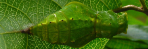 Pupa, top view: Richmond Birdwing (Ornithoptera richmondia)