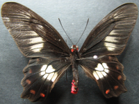 Adult, male, upperside: Red-bodied Swallowtail (Pachliopta polydorus queenslandicus)