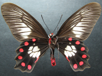 Adult, male, underside: Red-bodied Swallowtail (Pachliopta polydorus queenslandicus)