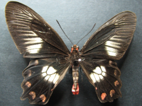 Adult, female, upperside: Red-bodied Swallowtail (Pachliopta polydorus queenslandicus)