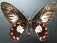 Adult, female, underside: Red-bodied Swallowtail (Pachliopta polydorus queenslandicus)