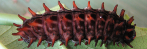 Final instar larva, side view: Red-bodied Swallowtail (Pachliopta polydorus queenslandicus)