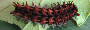 Final instar larva, top view: Red-bodied Swallowtail (Pachliopta polydorus queenslandicus)