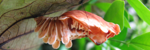 Pupa, side view: Red-bodied Swallowtail (Pachliopta polydorus queenslandicus)