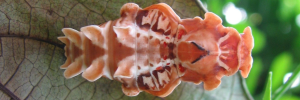Pupa, top view: Red-bodied Swallowtail (Pachliopta polydorus queenslandicus)
