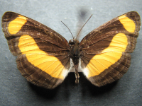 Adult, male, upperside: Orange Plane (Pantoporia consimilis consimilis)