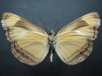 Adult, male, underside: Orange Plane (Pantoporia consimilis consimilis)