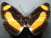 Adult, female, upperside: Orange Plane (Pantoporia consimilis consimilis)