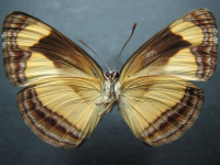 Adult, female, underside: Orange Plane (Pantoporia consimilis consimilis)