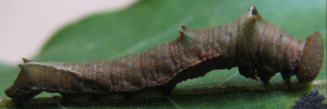 Final instar larva, side view: Orange Plane (Pantoporia consimilis consimilis)