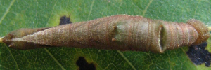 Final instar larva, top view: Orange Plane (Pantoporia consimilis consimilis)