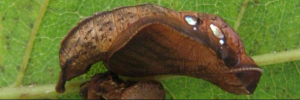 Pupa, side view: Orange Plane (Pantoporia consimilis consimilis)