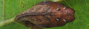 Pupa, top view: Orange Plane (Pantoporia consimilis consimilis)
