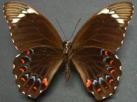 Adult, male, underside: Orchard Swallowtail (Papilio aegeus aegeus)