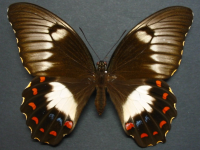 Adult, female, upperside: Orchard Swallowtail (Papilio aegeus aegeus)