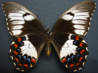 Adult, female, underside: Orchard Swallowtail (Papilio aegeus aegeus)