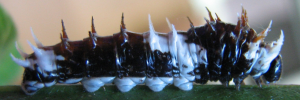 Early instar larva, side view: Orchard Swallowtail (Papilio aegeus aegeus)