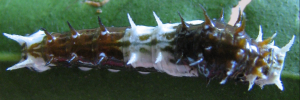 Early instar larva, top view: Orchard Swallowtail (Papilio aegeus aegeus)