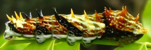 Final instar larva, side view: Orchard Swallowtail (Papilio aegeus aegeus)