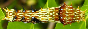 Final instar larva, top view: Orchard Swallowtail (Papilio aegeus aegeus)