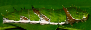 Final instar larva, side view: Orchard Swallowtail (Papilio aegeus aegeus)