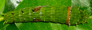 Final instar larva, top view: Orchard Swallowtail (Papilio aegeus aegeus)