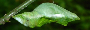 Pupa, side view: Orchard Swallowtail (Papilio aegeus aegeus)