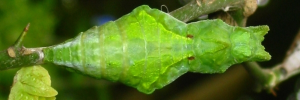 Pupa, top view: Orchard Swallowtail (Papilio aegeus aegeus)