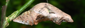 Pupa, side view: Orchard Swallowtail (Papilio aegeus aegeus)