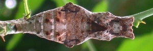Pupa, top view: Orchard Swallowtail (Papilio aegeus aegeus)